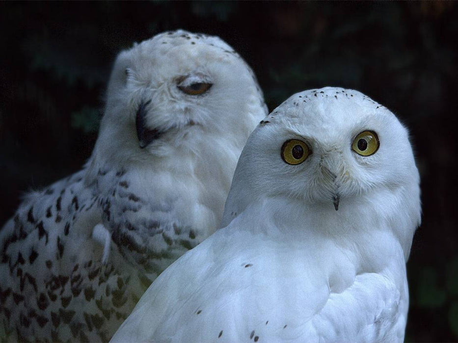 Greifvögel - Schneeeule - CALVENDO Foto-Puzzle'