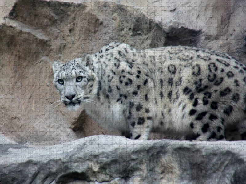Der Schneeleopard - CALVENDO Foto-Puzzle'