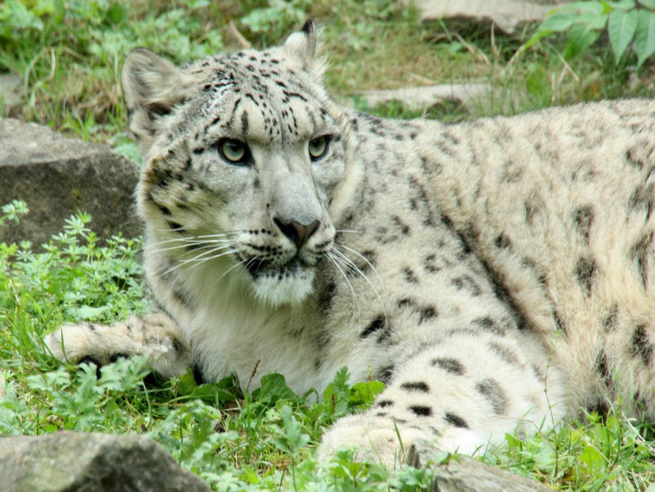 Der Schneeleopard - CALVENDO Foto-Puzzle'