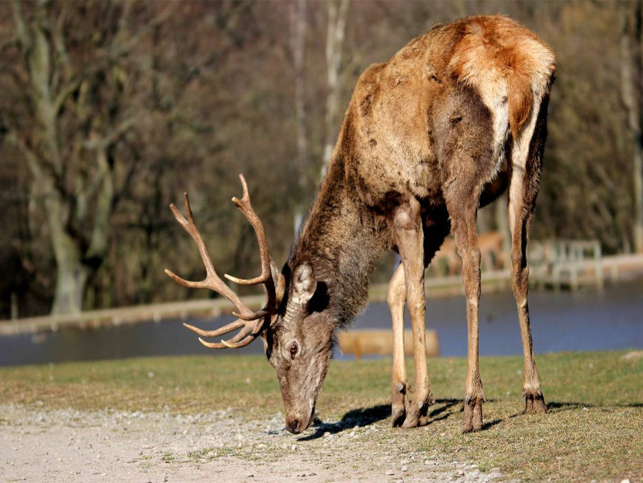 Könige des Waldes - Hirsche - CALVENDO Foto-Puzzle'