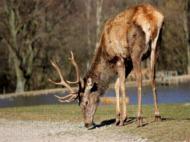 Könige des Waldes - Hirsche - CALVENDO Foto-Puzzle'