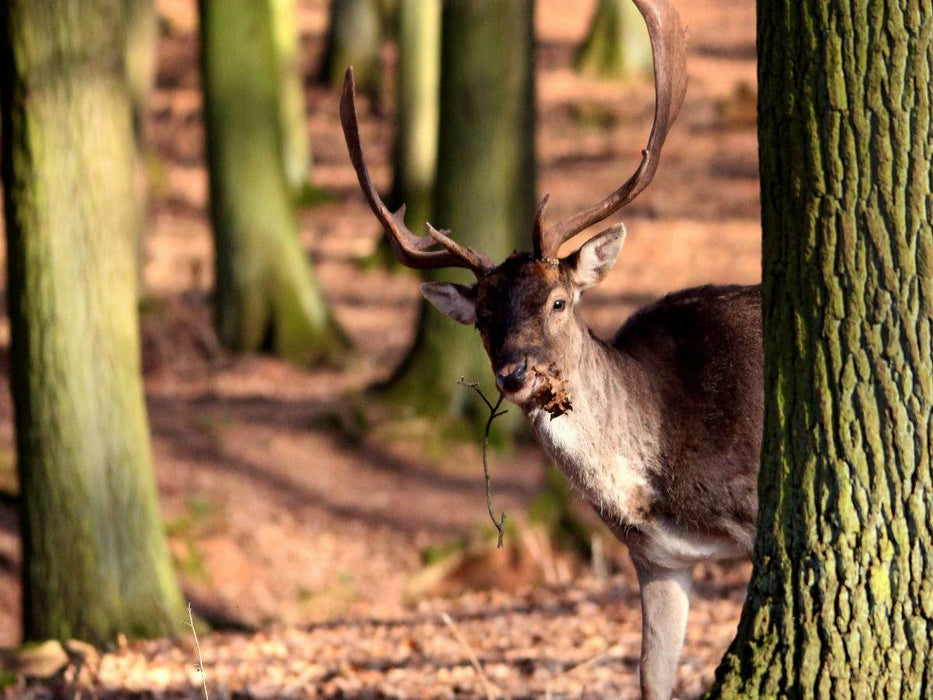 Könige des Waldes - Hirsche - CALVENDO Foto-Puzzle'