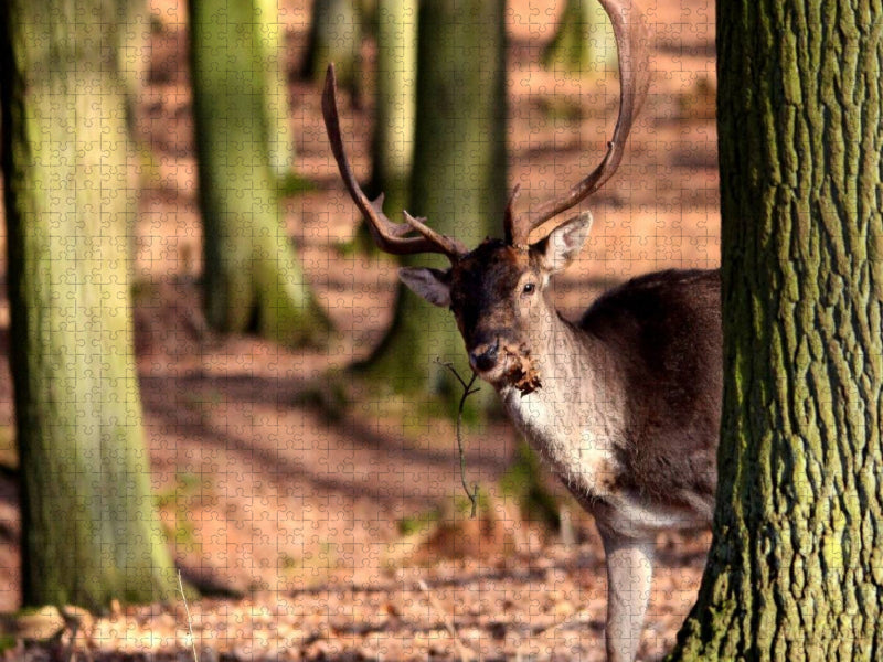 Könige des Waldes - Hirsche - CALVENDO Foto-Puzzle'