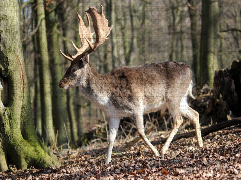 Könige des Waldes- Hirsche - CALVENDO Foto-Puzzle'