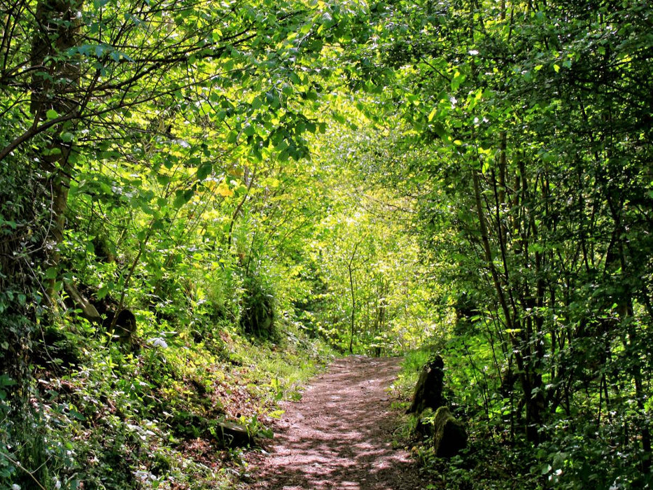 Im Blättertunnel - CALVENDO Foto-Puzzle'