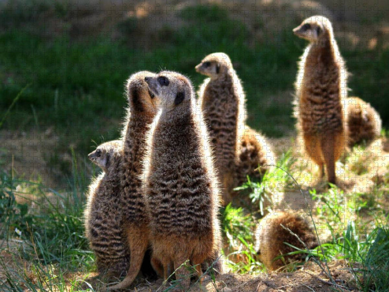 Erdmännchen - Immer wachsam - CALVENDO Foto-Puzzle'