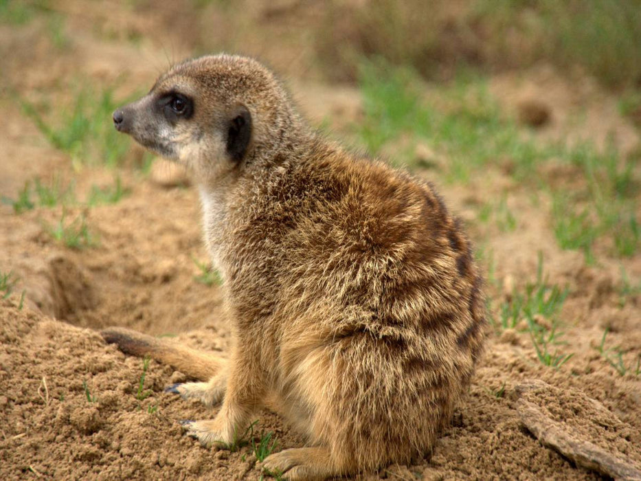 Erdmännchen - CALVENDO Foto-Puzzle'