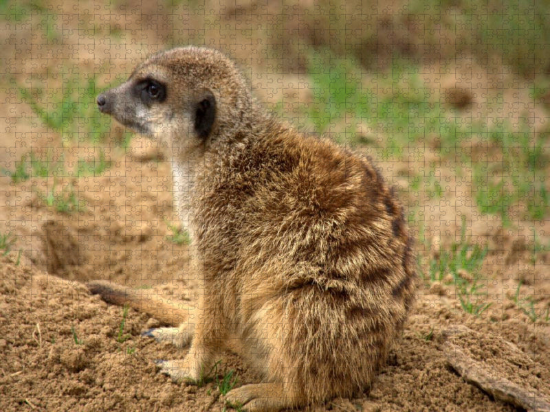 Erdmännchen - CALVENDO Foto-Puzzle'