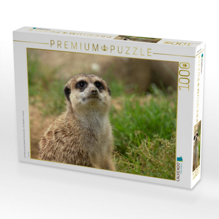 Ein Motiv aus dem Kalender Erdmännchen - Die Kobolde im Tierreich - CALVENDO Foto-Puzzle'