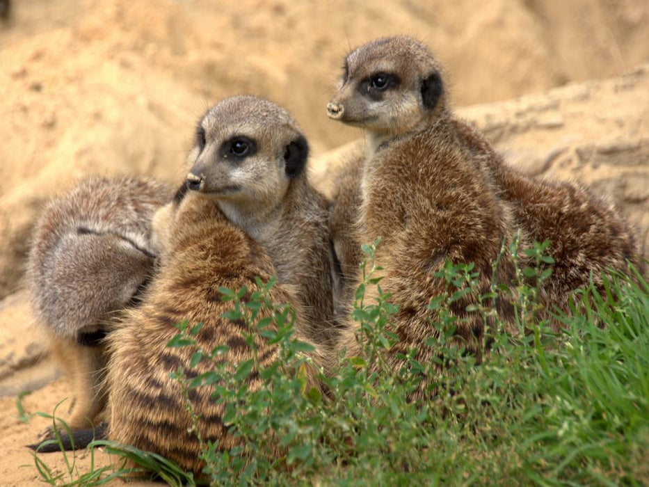 Aneinander kuscheln lieben Erdmännchen - CALVENDO Foto-Puzzle'