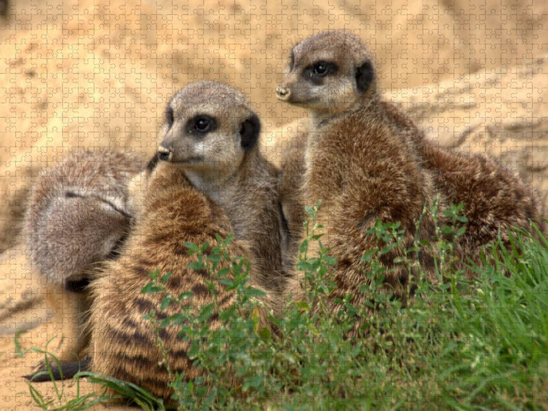 Aneinander kuscheln lieben Erdmännchen - CALVENDO Foto-Puzzle'