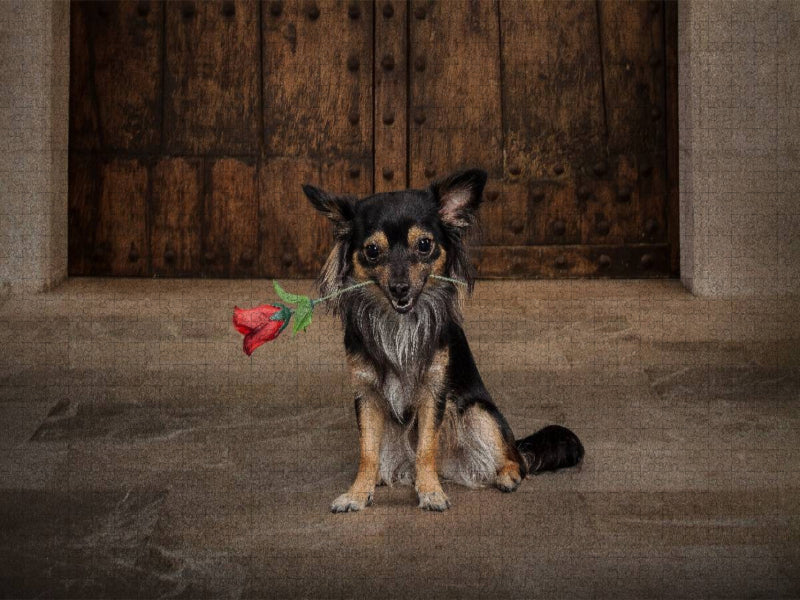 Chihuahuas Rose - CALVENDO Foto-Puzzle'