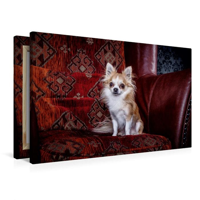 Premium Textil-Leinwand Chihuahuas - Cool & nett