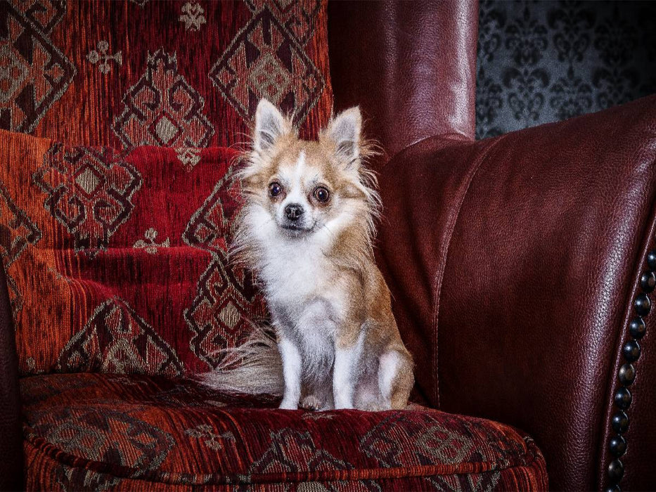Chihuahuas - Cool & nett - CALVENDO Foto-Puzzle'