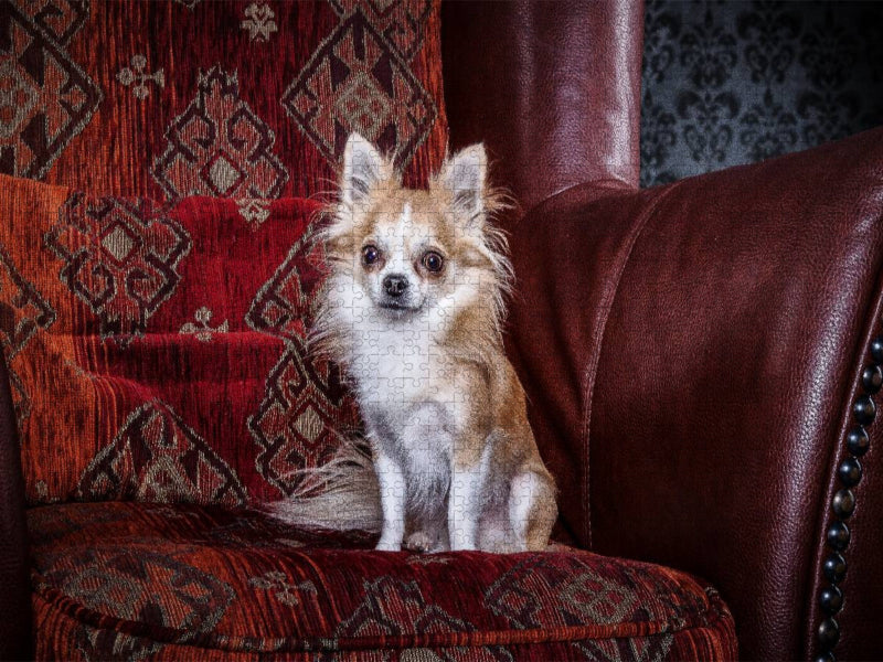 Chihuahuas - Cool & nett - CALVENDO Foto-Puzzle'