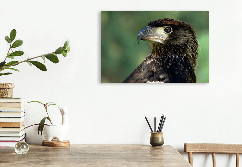 Toile textile premium Toile textile premium 75 cm x 50 cm paysage oiseaux de proie - Aigle tacheté d'Afrique 