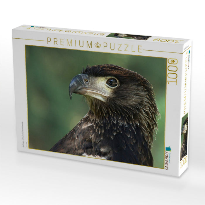Greifvögel - Afrikanischer Schreiseeadler - CALVENDO Foto-Puzzle'