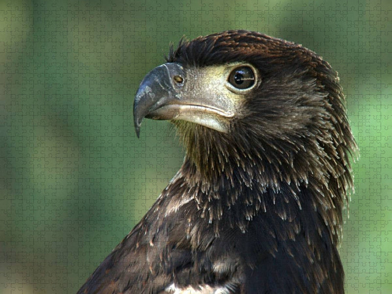 Greifvögel - Afrikanischer Schreiseeadler - CALVENDO Foto-Puzzle'