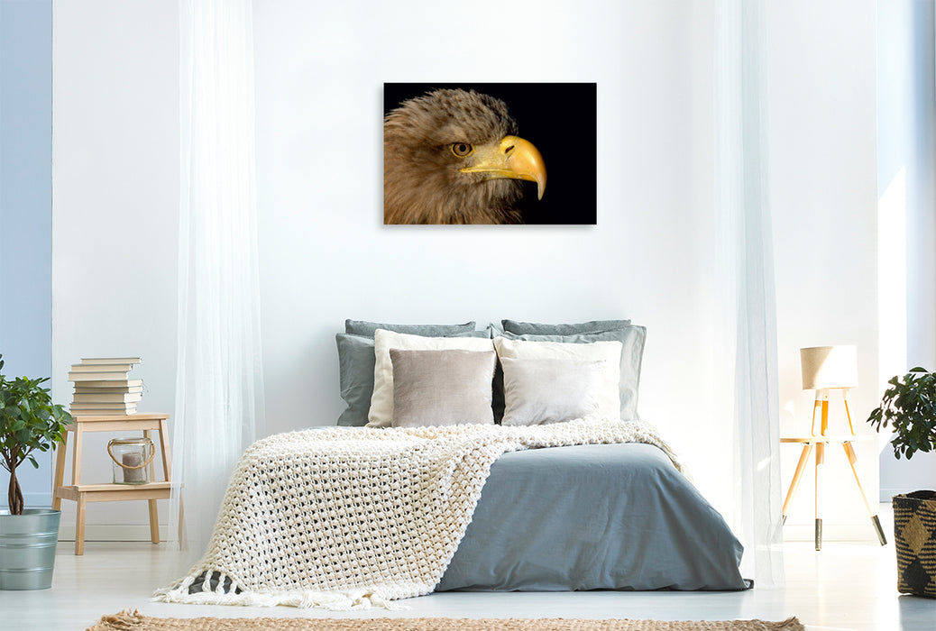 Toile textile premium Toile textile premium 120 cm x 80 cm paysage oiseaux de proie - aigles de mer 