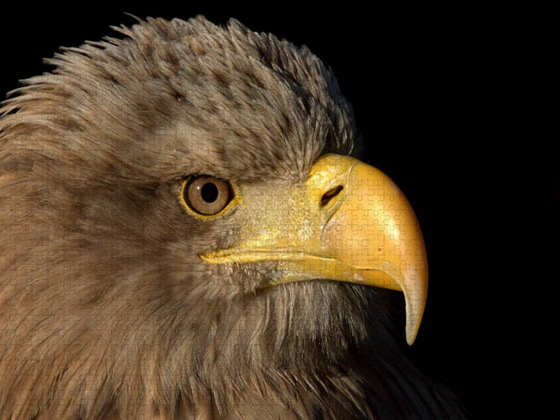 Greifvögel - Seeadler - CALVENDO Foto-Puzzle'