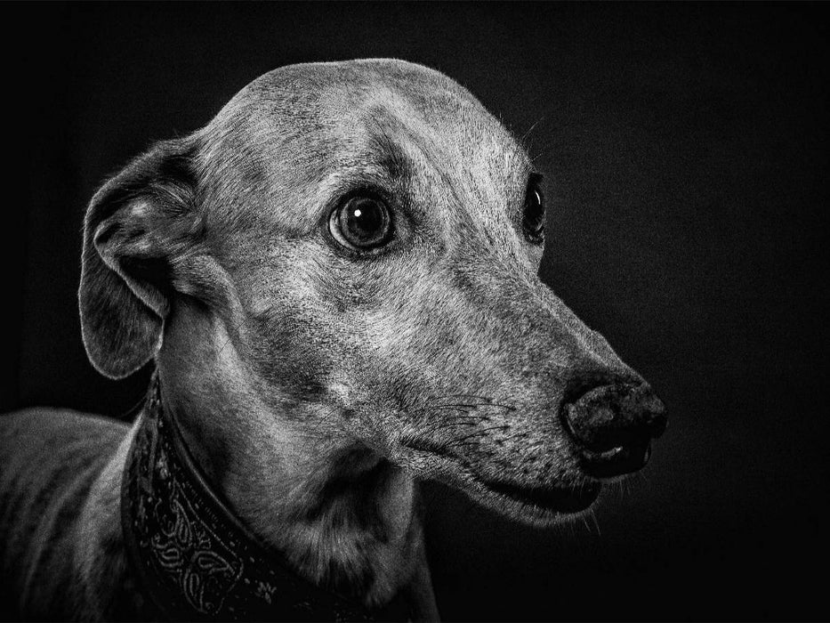Windhund - CALVENDO Foto-Puzzle'