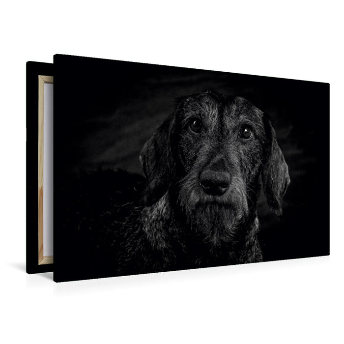 Premium Textil-Leinwand Rauhaar Dackel
