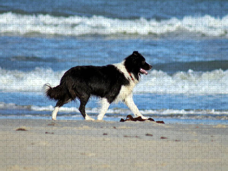 JayJay am Strand von Grønhøj - CALVENDO Foto-Puzzle'