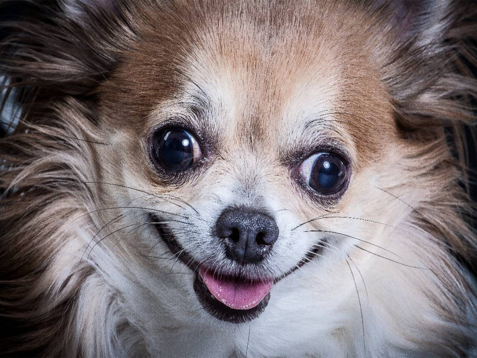 Lachender Chihuahua - CALVENDO Foto-Puzzle'