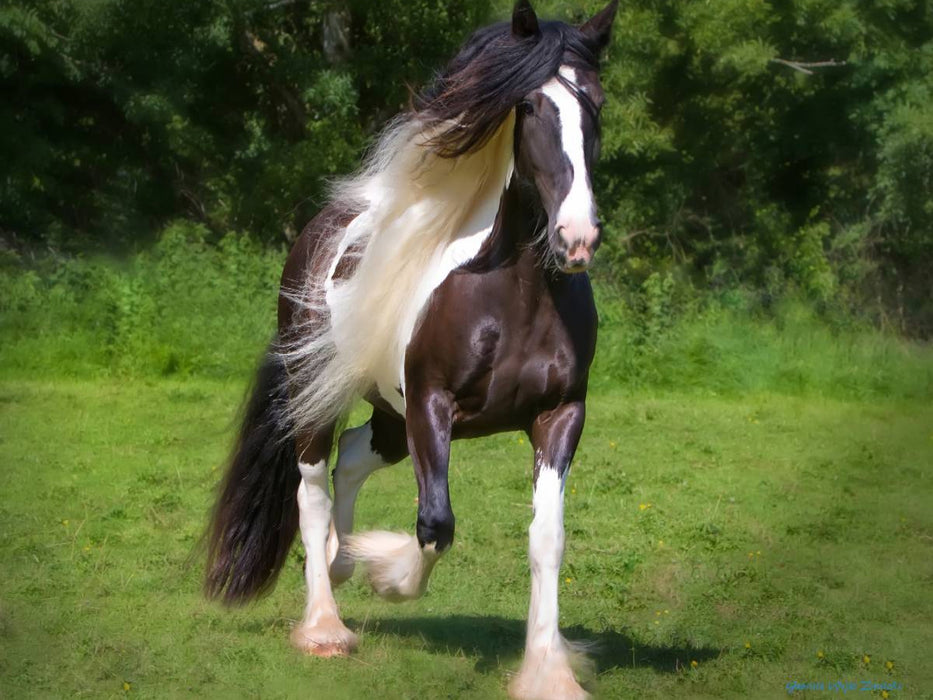 Ein Motiv aus dem Kalender Gypsy Horses - CALVENDO Foto-Puzzle'
