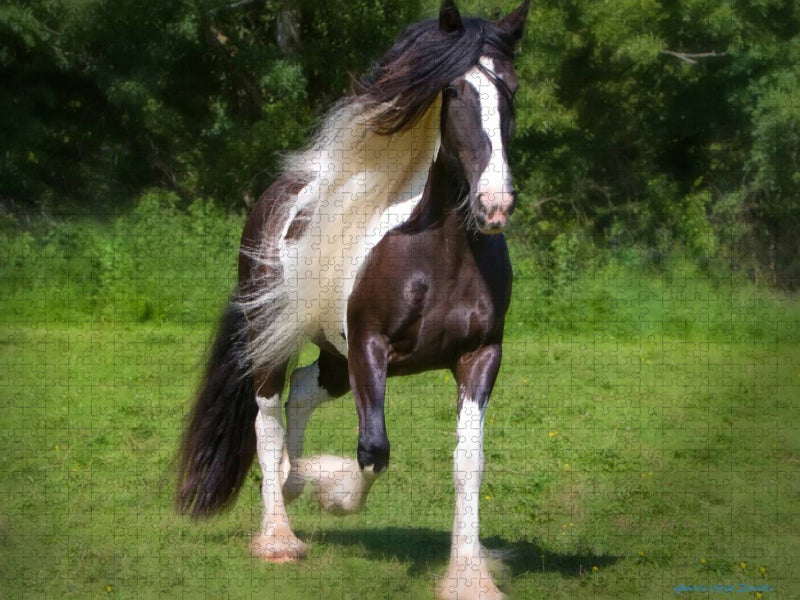 Ein Motiv aus dem Kalender Gypsy Horses - CALVENDO Foto-Puzzle'