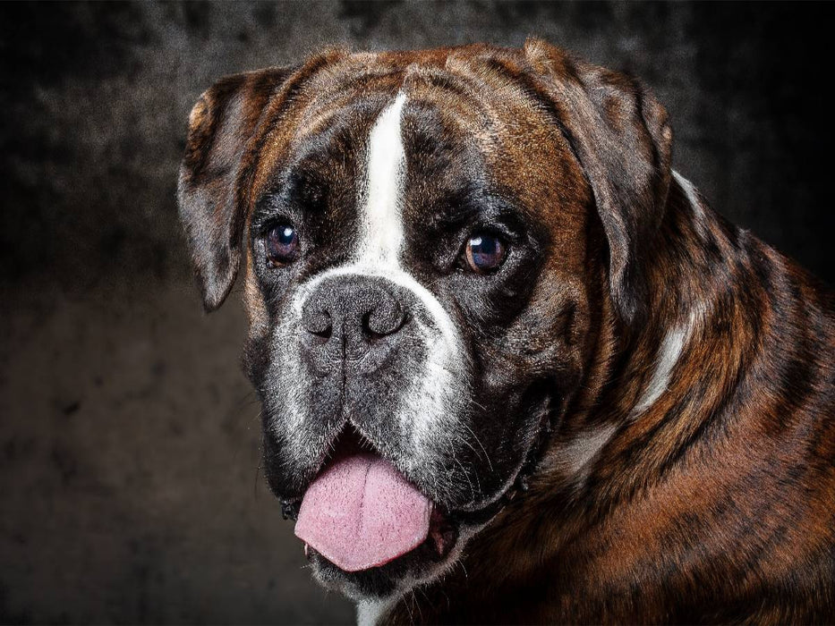 Charakter Boxer - CALVENDO Foto-Puzzle'