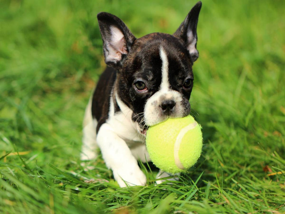 Kleiner Französischer Bulldoggenwelpe beim Spielen - CALVENDO Foto-Puzzle'