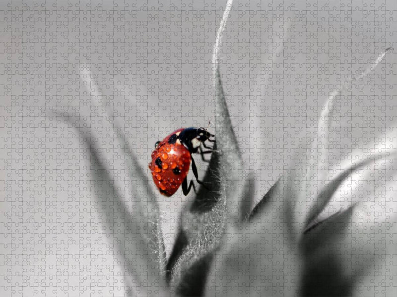 Glückskäfer mit Morgentau - CALVENDO Foto-Puzzle'