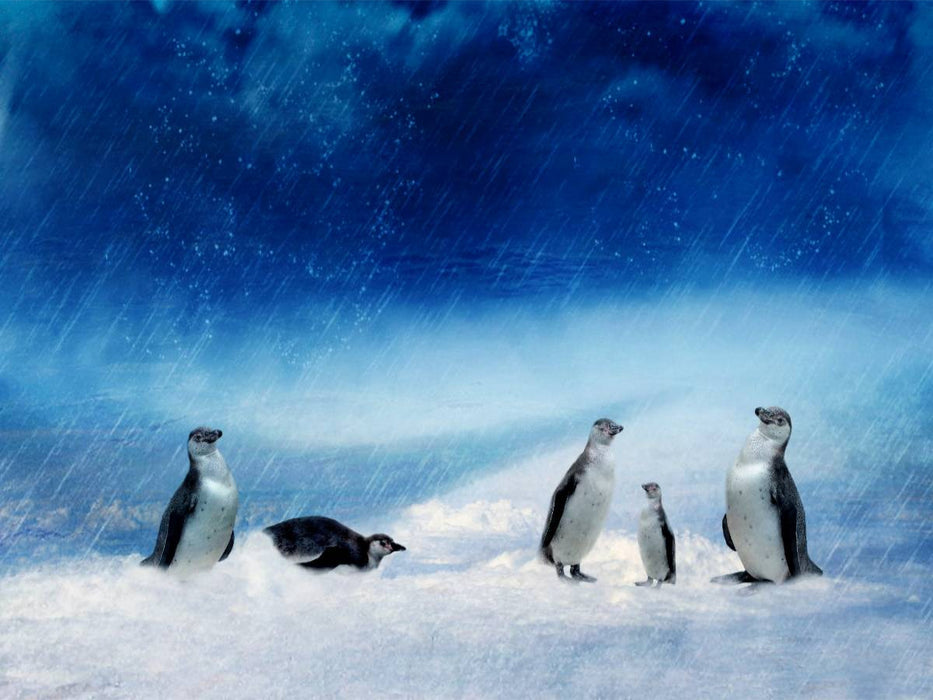 Lustige Pinguinfamilie im Schneesturm - CALVENDO Foto-Puzzle'