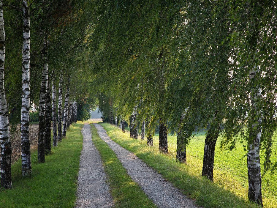 Grüne Birken Allee - CALVENDO Foto-Puzzle'