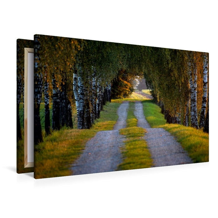 Premium Textil-Leinwand Die Birkenallee