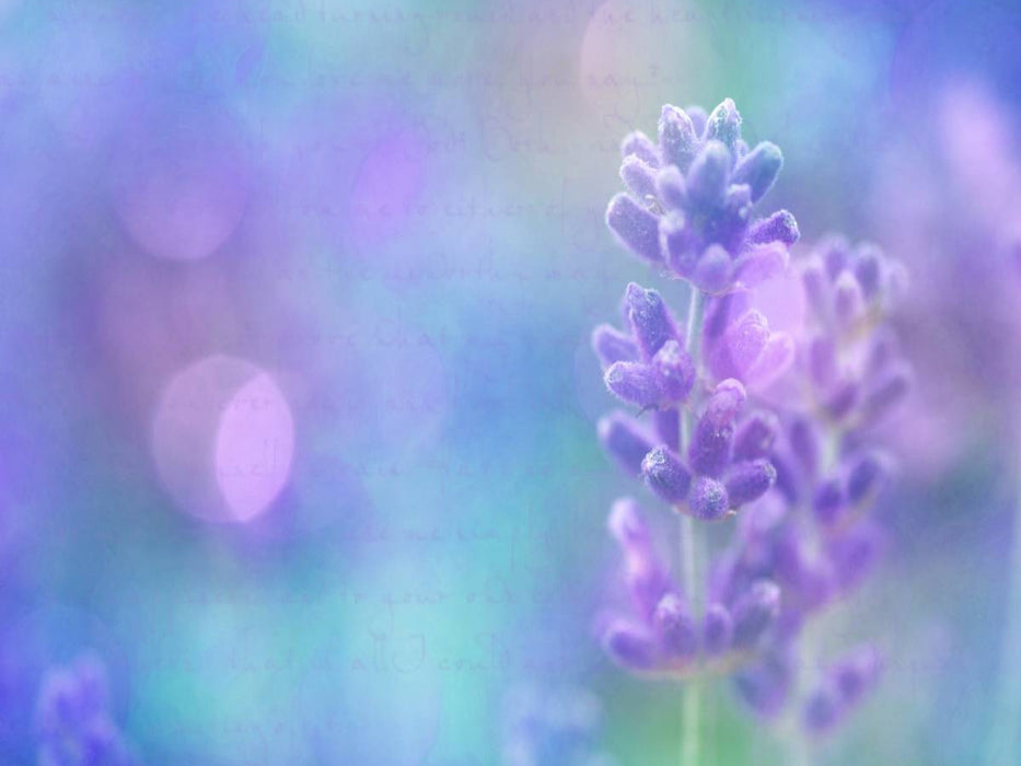 Romantischer Lavendel - CALVENDO Foto-Puzzle'