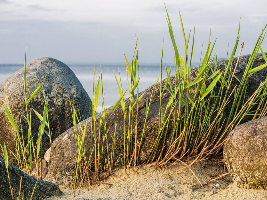 Steine und Schilfgras - CALVENDO Foto-Puzzle'