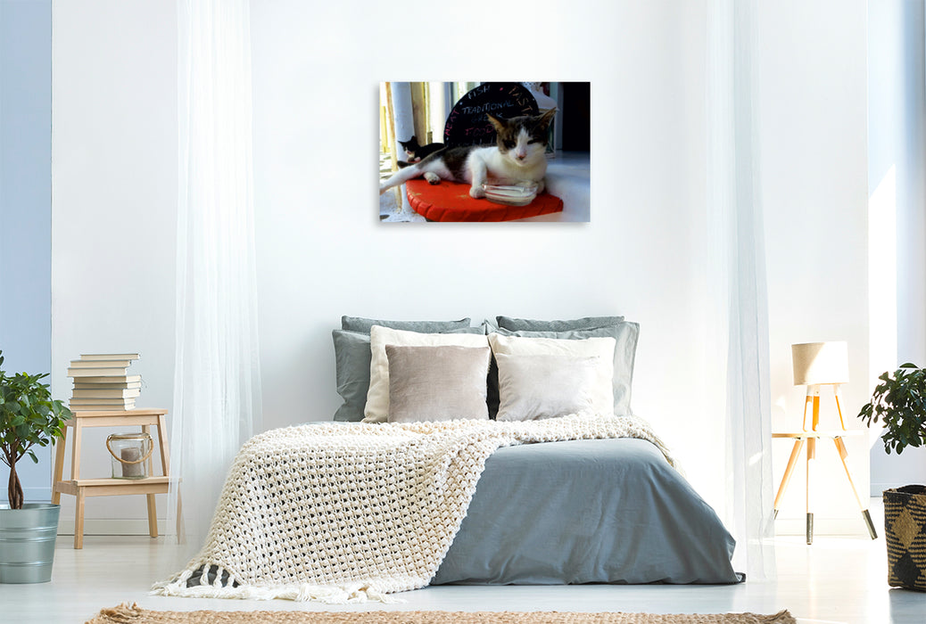 Premium Textil-Leinwand Premium Textil-Leinwand 120 cm x 80 cm quer Milchtrinkende Katze vor Taverne