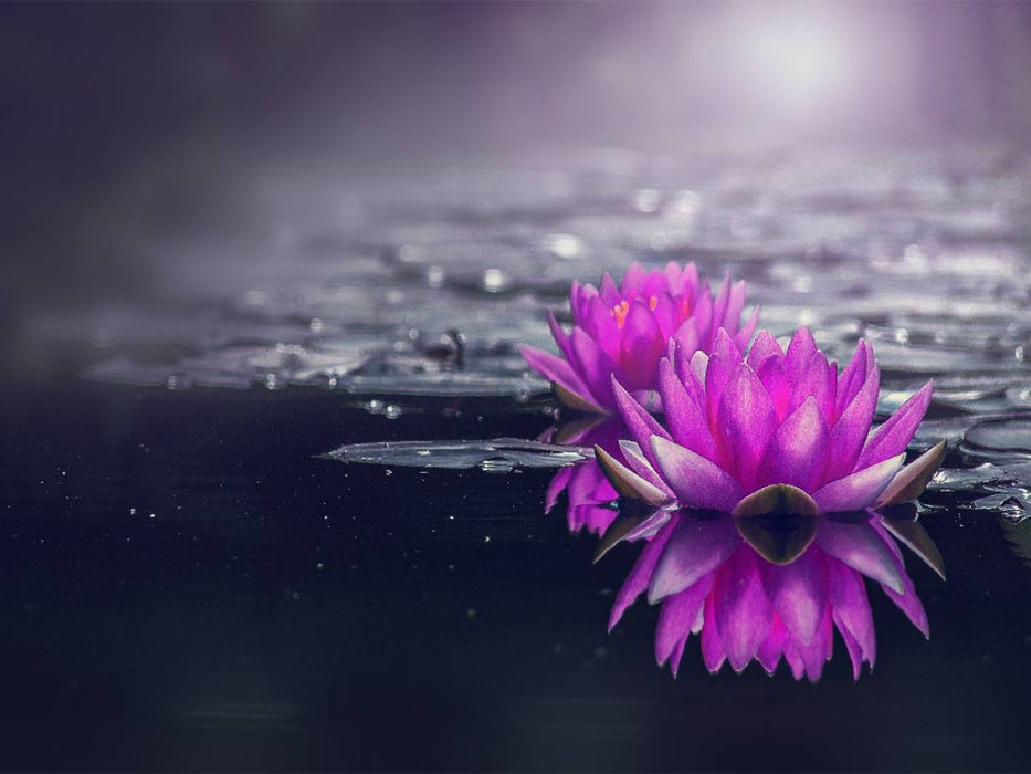 Seerosen - CALVENDO Foto-Puzzle'