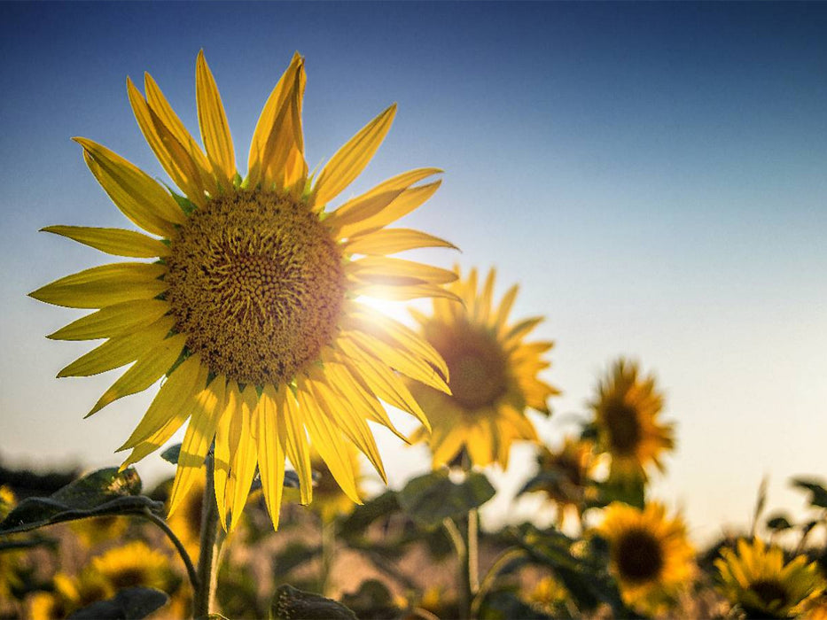 Sonnenblumen - CALVENDO Foto-Puzzle'