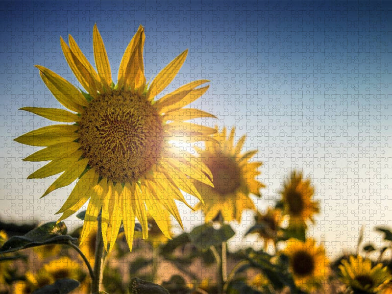 Sonnenblumen - CALVENDO Foto-Puzzle'