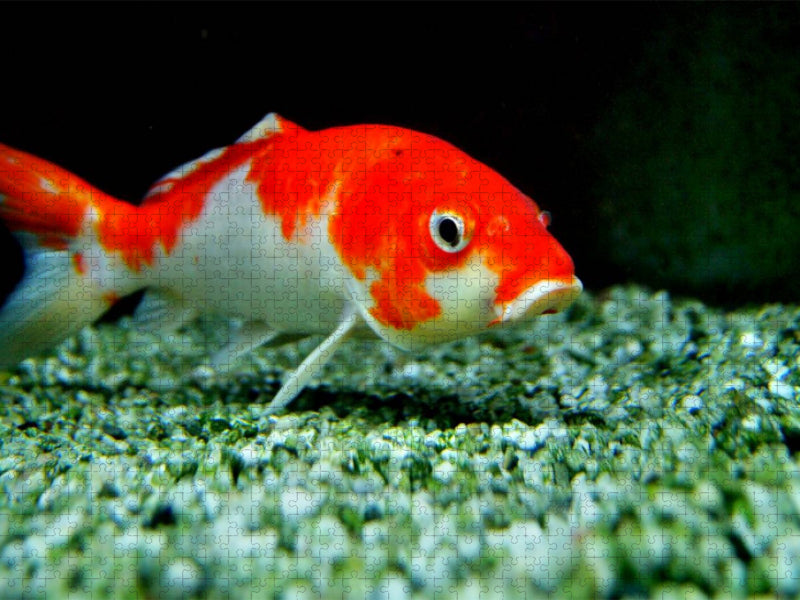 Wakin-Goldfisch - CALVENDO Foto-Puzzle'