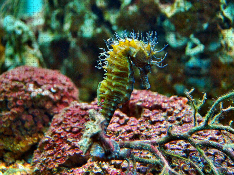 Seepferdchen - CALVENDO Foto-Puzzle'