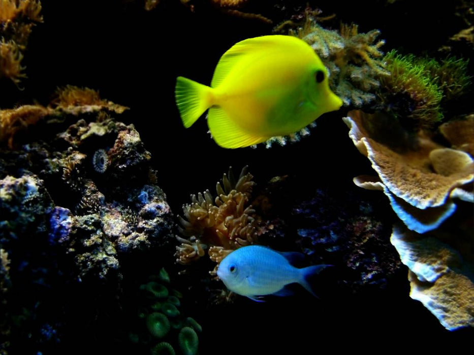 Wunderbare Unterwasserwelt - CALVENDO Foto-Puzzle'