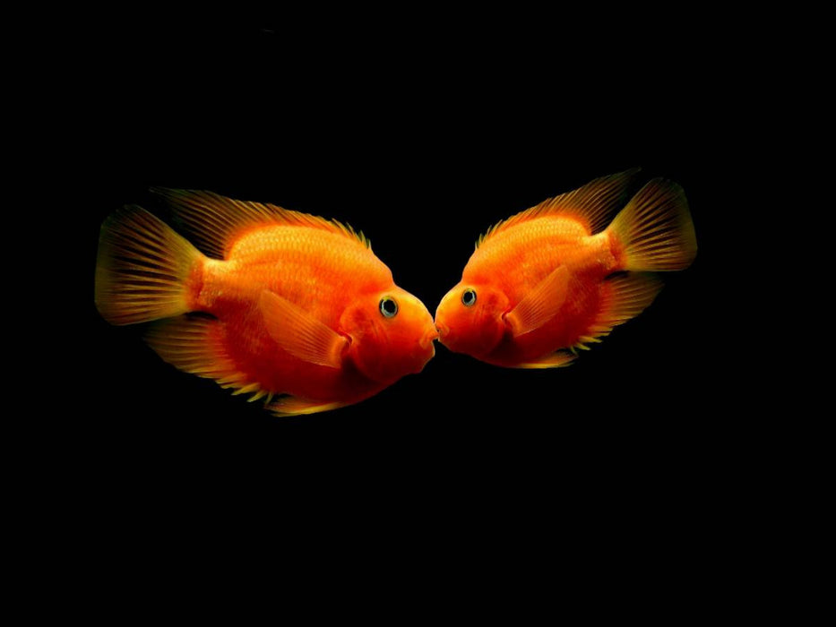 Der Kuss zweier Fische - CALVENDO Foto-Puzzle'