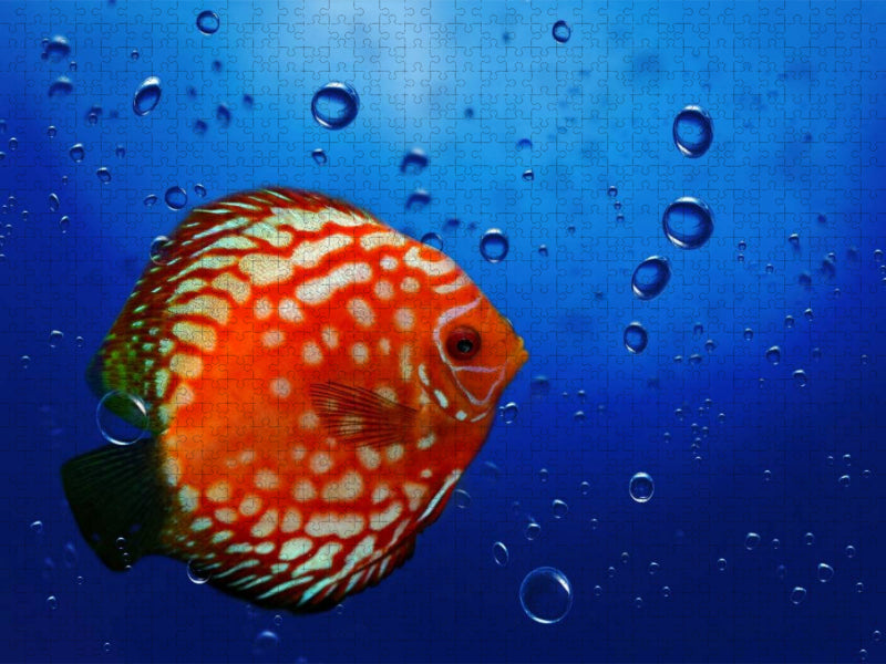 Blubb Blubb Blubb - CALVENDO Foto-Puzzle'