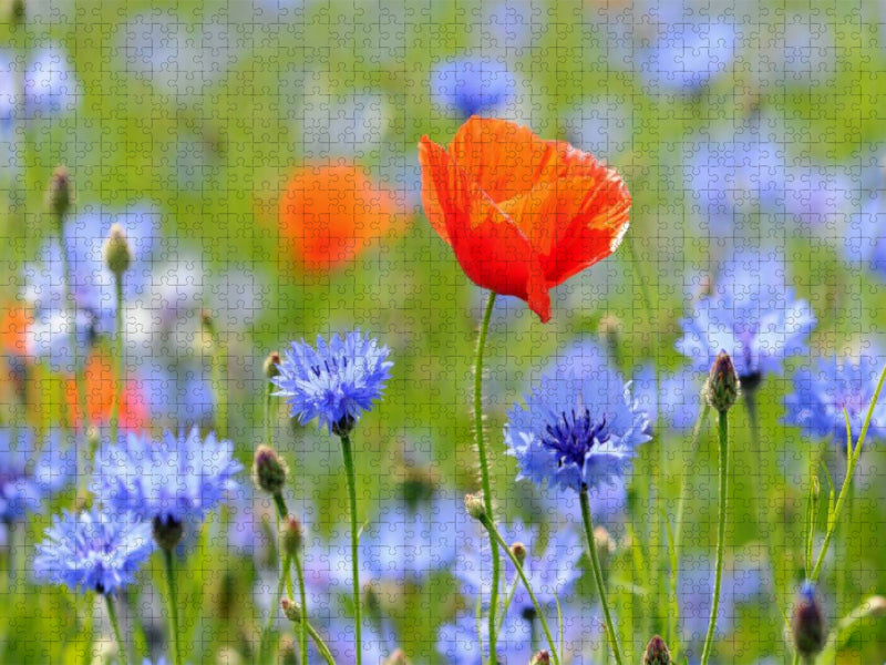 Mohn und Kornblumen. Landschaft im Havelland. - CALVENDO Foto-Puzzle'