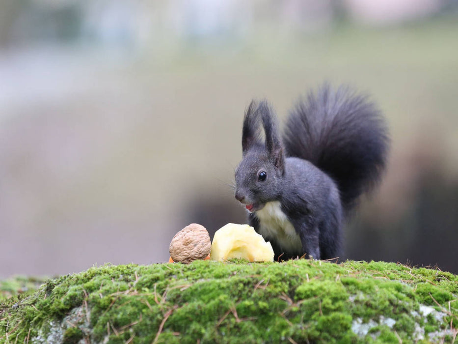 Als Nachtisch gab es heute mal ein Stück Apfel. Hat mir sehr gut geschmeckt...:-) - CALVENDO Foto-Puzzle'
