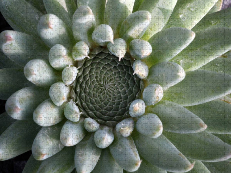 Orostachys - CALVENDO Foto-Puzzle'